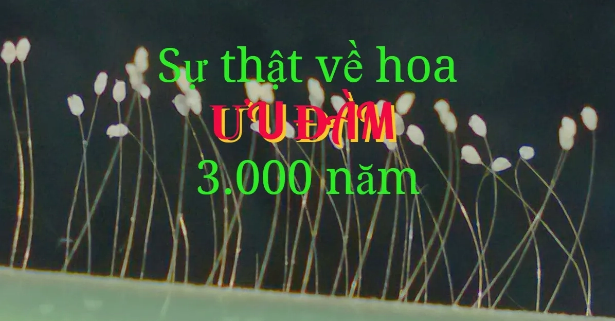 Hoa ưu đàm là gì? Ý nghĩa của loài hoa đặc biệt này