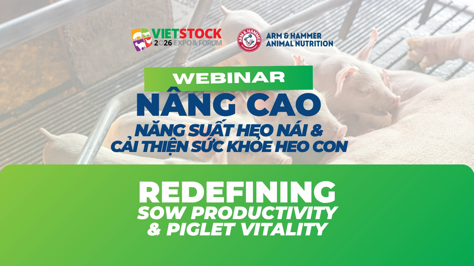 Hội thảo trực tuyến nâng cao năng suất heo nái và cải thiện sức khoẻ heo con