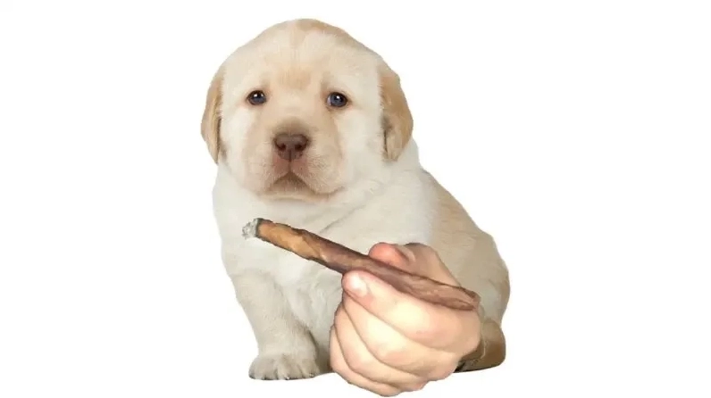 Khám phá meme chó chỉ tay cực kỳ hài hước.