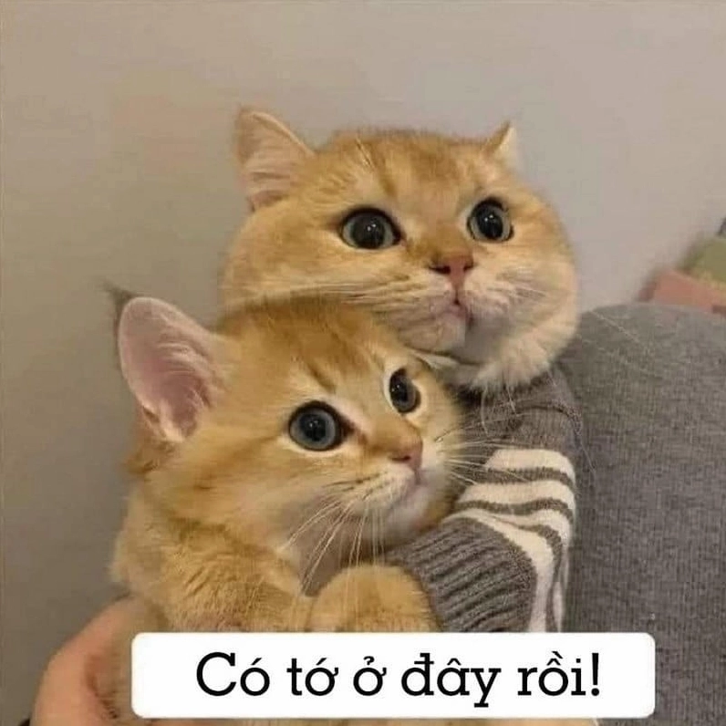 Khám phá những bức ảnh meme an ủi dễ thương