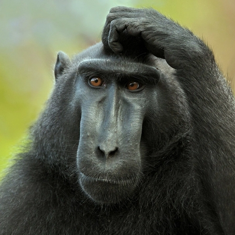 Khi bạn thấy ngại giùm ai đó như meme ngại dùm