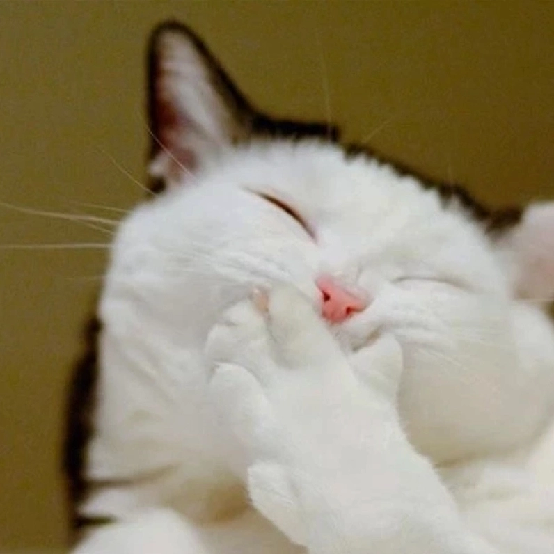 Khi boss cũng thấy xấu hổ như meme ngại mèo