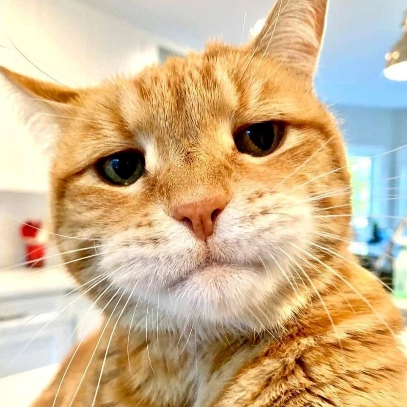 Khi boss thể hiện thái độ mèo khinh bỉ với ánh mắt cực gắt