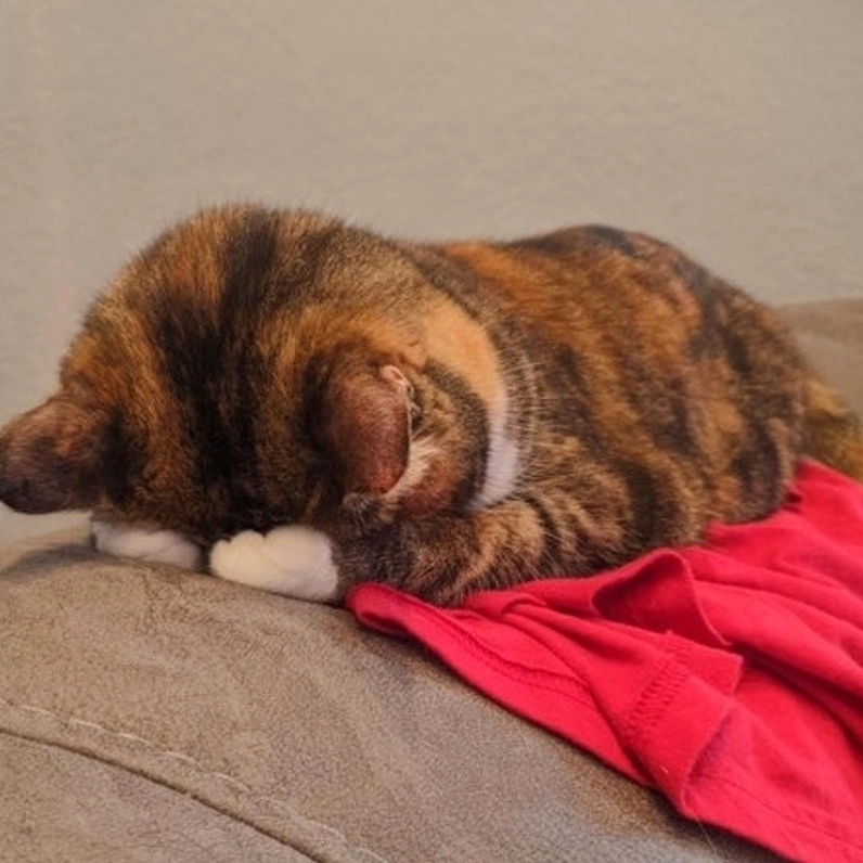 Khi con mèo cũng biết xấu hổ như meme ngại ngùng mèo