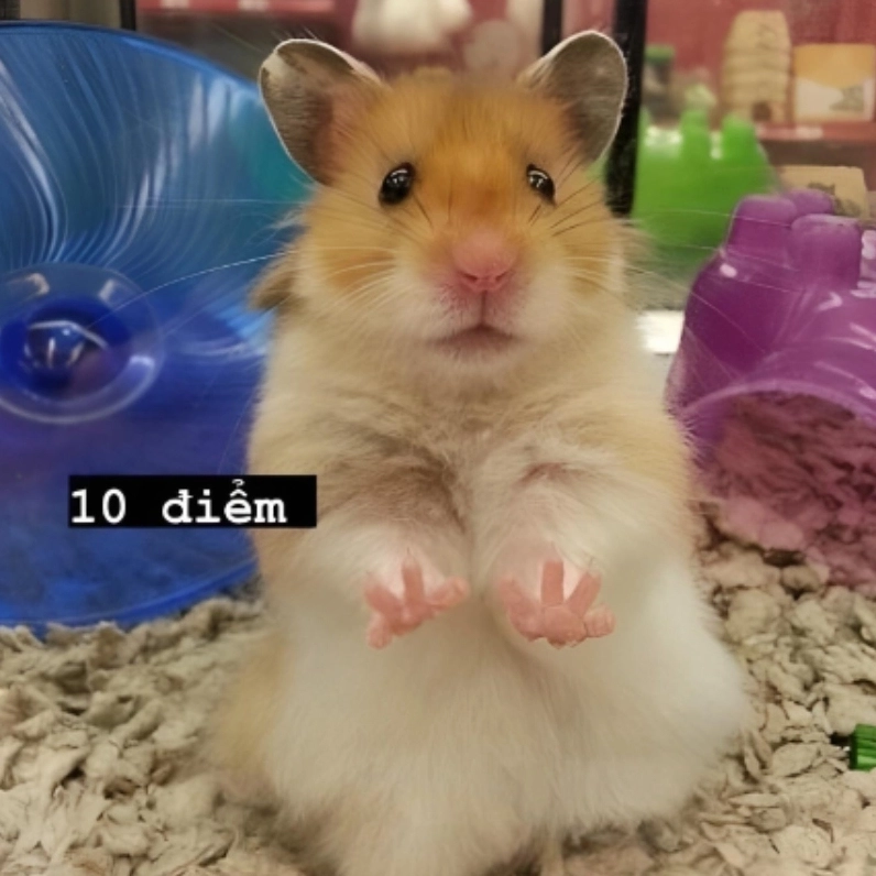 Không thể cưỡng lại độ dễ thương của meme chuột hamster