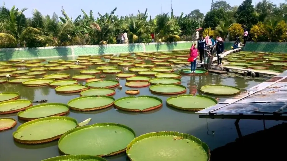 Khung cảnh bình yên và trang nghiêm tại khuôn viên ngôi chùa Lá Sen uy nghi