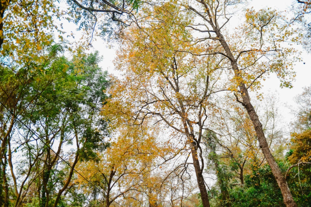 Khung cảnh rừng phong hương thay lá chuyển màu rực rỡ bên thềm cổ tự