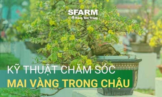 Kỹ thuật chăm sóc mai vàng trong chậu sau khi nhân giống và trồng thành công