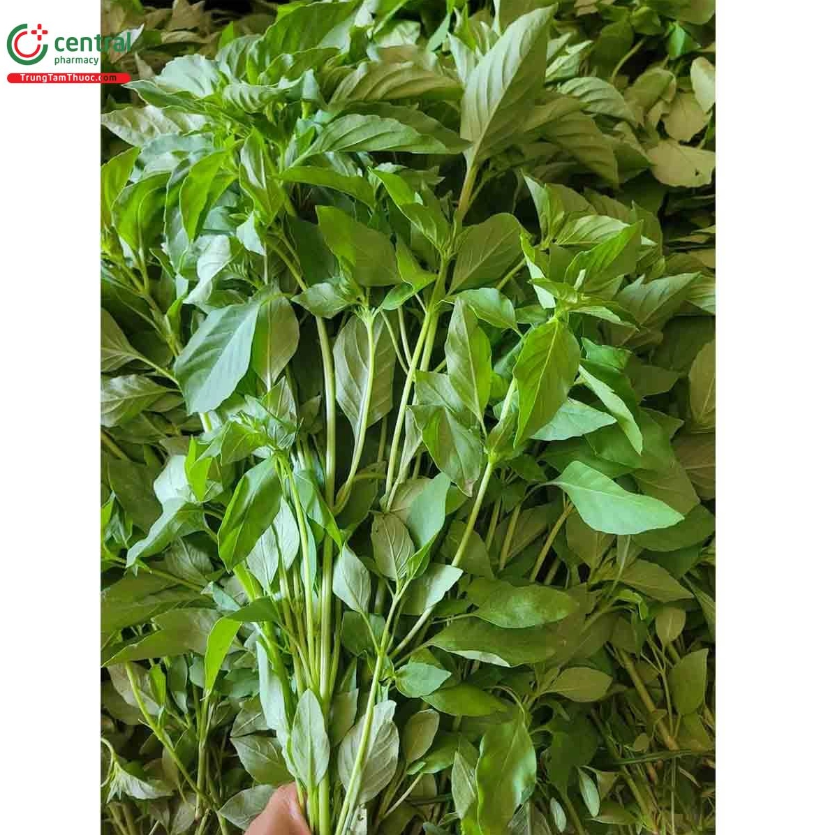 Lá é có mùi thơm đặc trưng giống như cây sả