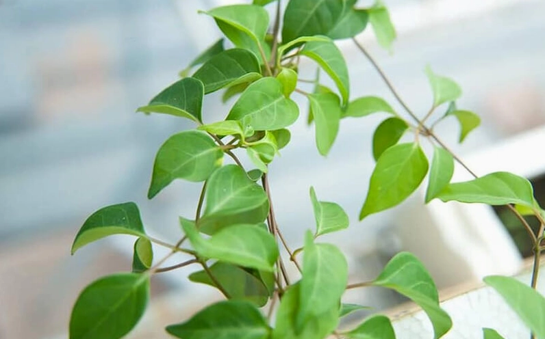 Lá giang là loài thực vật thân leo