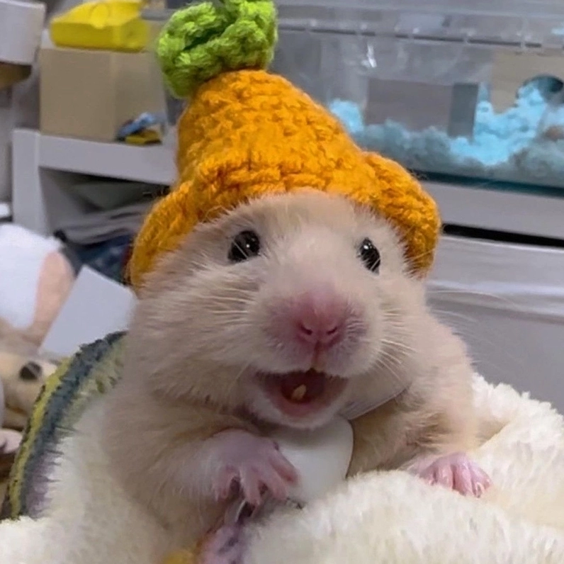 Lạ mà quen với chuột hamster đuôi dài meme