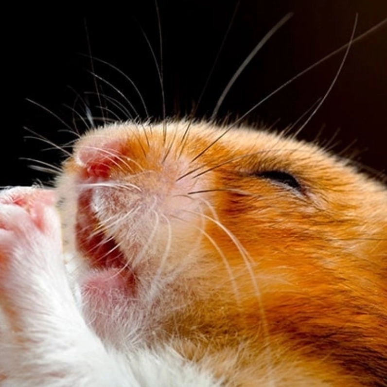 Lạc trong vũ trụ cảm xúc với meme chuột buồn