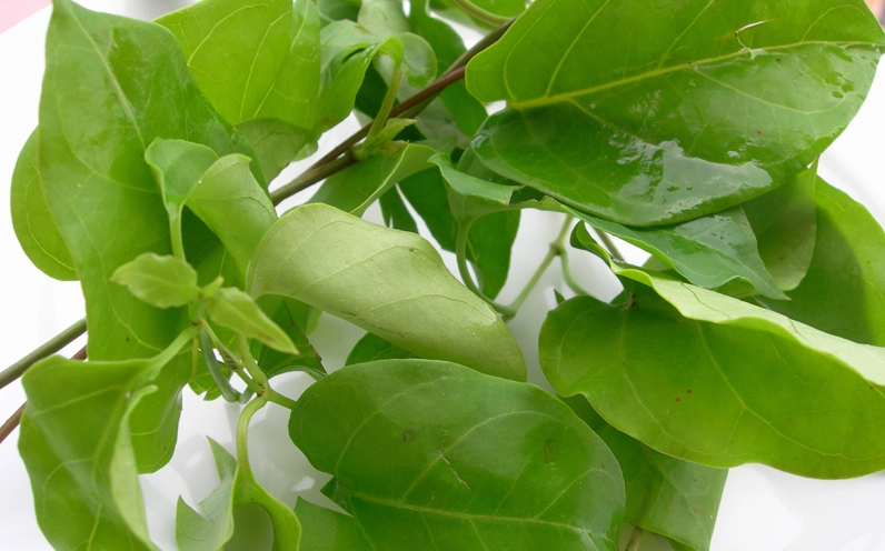 Lợi ích của lá giang với sức khỏe