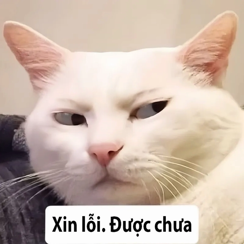 Lời nói từ trái tim qua tôi xin lỗi meme