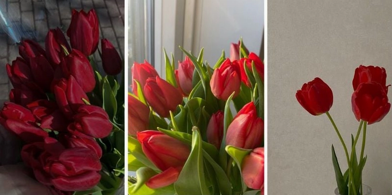 Mẫu hình nền điện thoại chủ đề hoa tulip đỏ mang ý nghĩa tình yêu sâu sắc và bền chặt