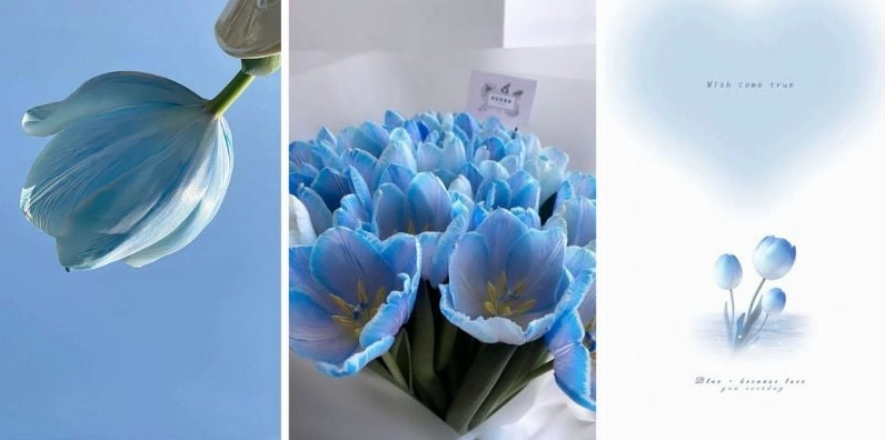 Mẫu hình nền hoa tulip rực rỡ dưới nắng ấm cho điện thoại độ sắc nét chuẩn 4k tuyệt vời