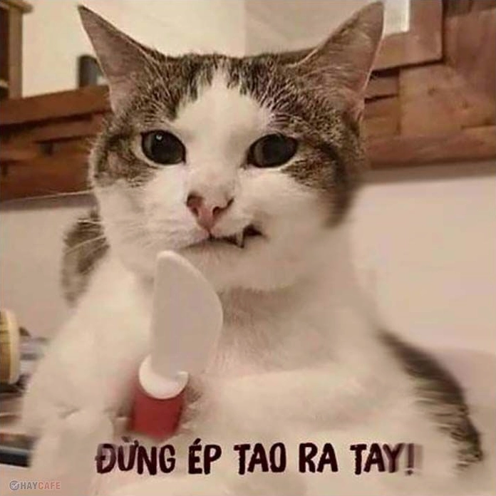 Meme ảnh chế cảnh ném gối vào mặt nhau trong phòng ngủ