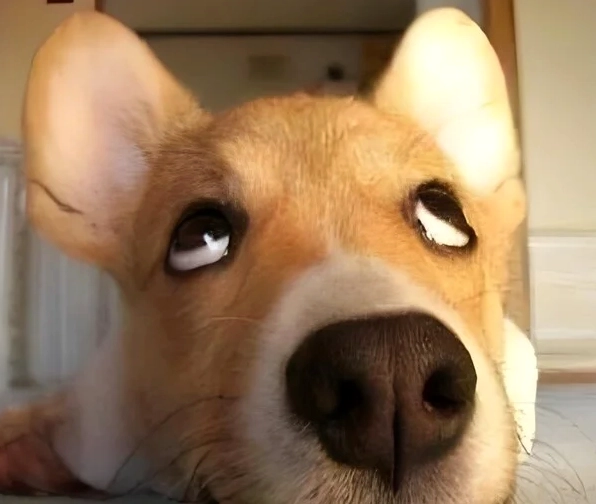 meme ánh mắt khinh bỉ phán xét