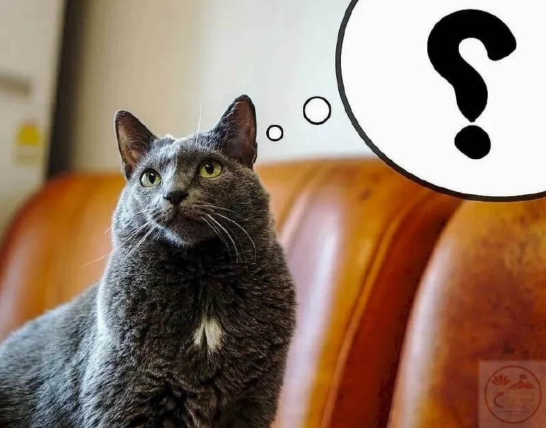Meme Chấm Hỏi Biểu Tượng Của Sự Ngơ Ngác Hiện Tượng Viral Khó Cưỡng Trên Mạng Xã Hội