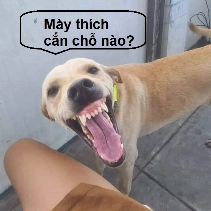 Meme chó cười nhe răng đắc ý