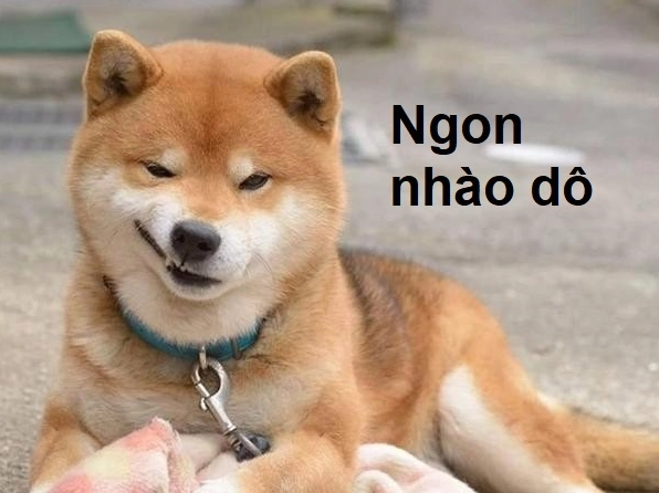 Meme chó cười nhếch mép khinh bỉ