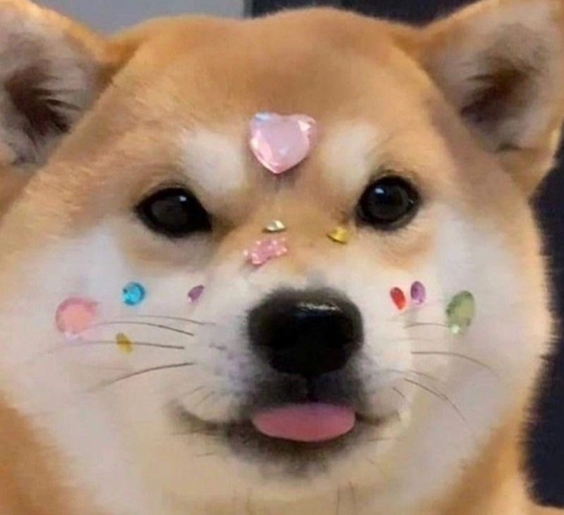 Meme chó cute phô mai que