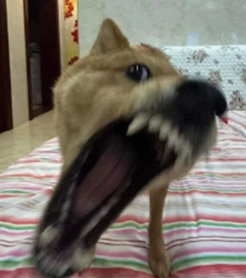 Meme chó khoe răng lởm chởm