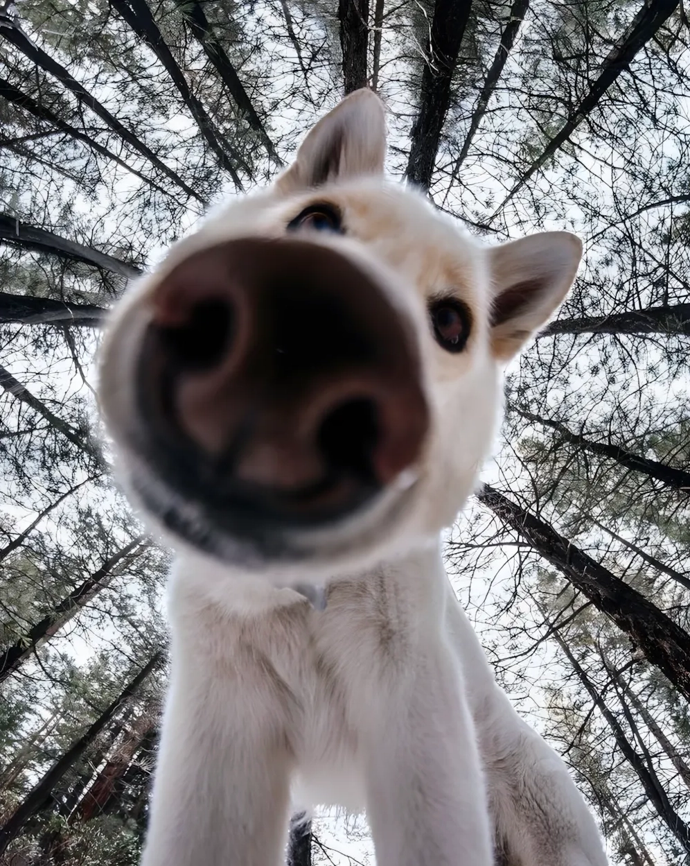 Meme chó ngáo ngơ bựa