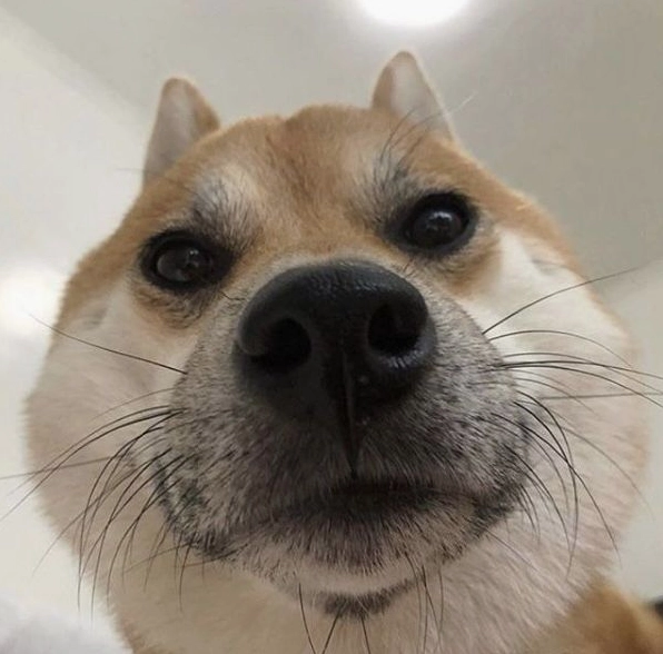 meme chó shiba