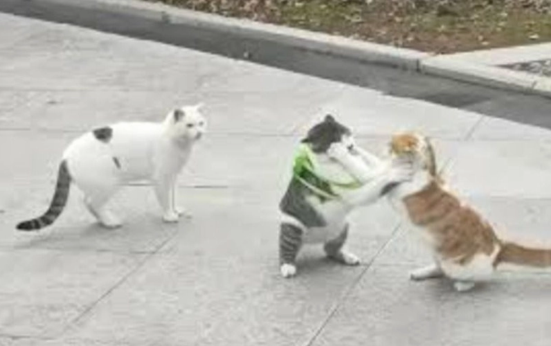 Meme chú chim đang mổ liên tục vào đầu đồng loại