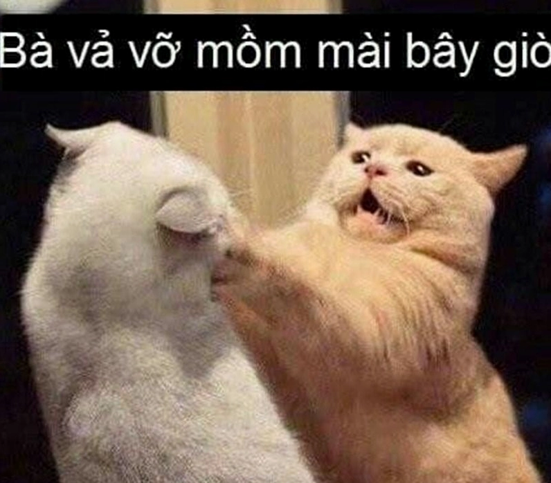 Meme chú chó pug mặt xị đang bị kẹp cổ