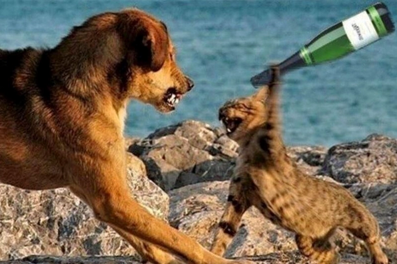 Meme chú chó tung cước đá bay đối thủ cực kỳ hài hước
