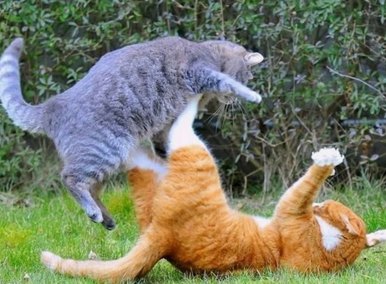 Meme chú ếch xanh đang nhảy cẫng lên tung cước