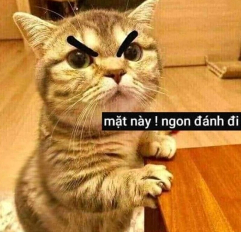 Meme chú khỉ đang giơ nắm đấm đe dọa người chụp ảnh