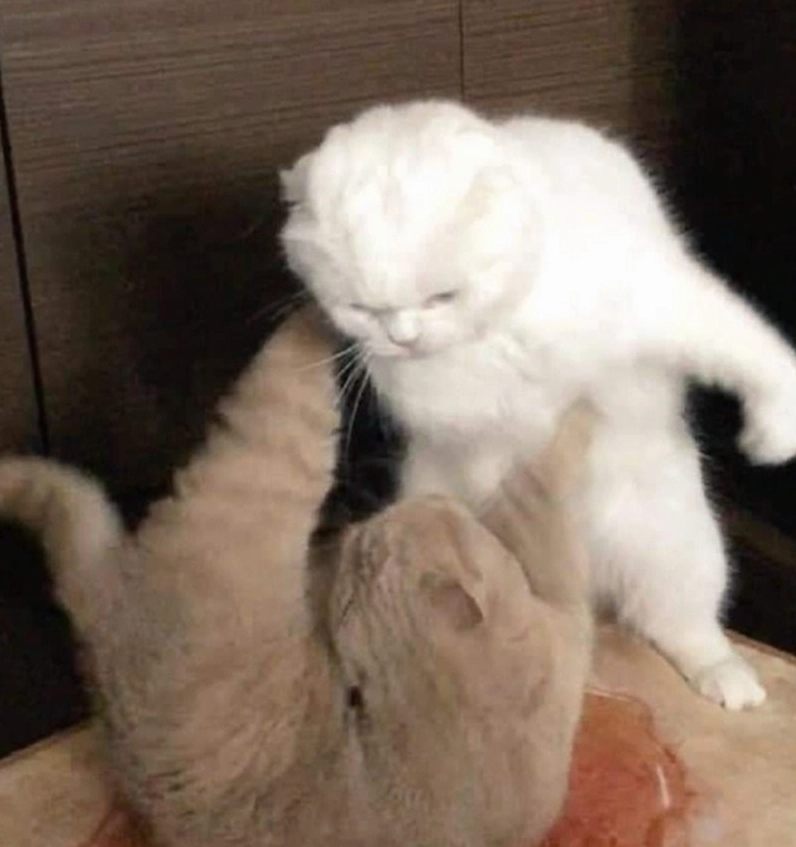 Meme chú mèo đen tung cú đấm thép vào hư không