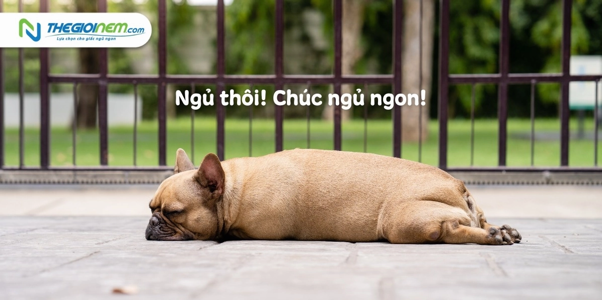 meme chúc ngủ ngon cực bựa