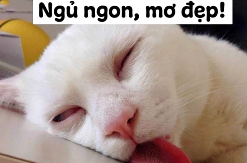 Meme chúc ngủ ngon là gì khi mắt cứ mở to