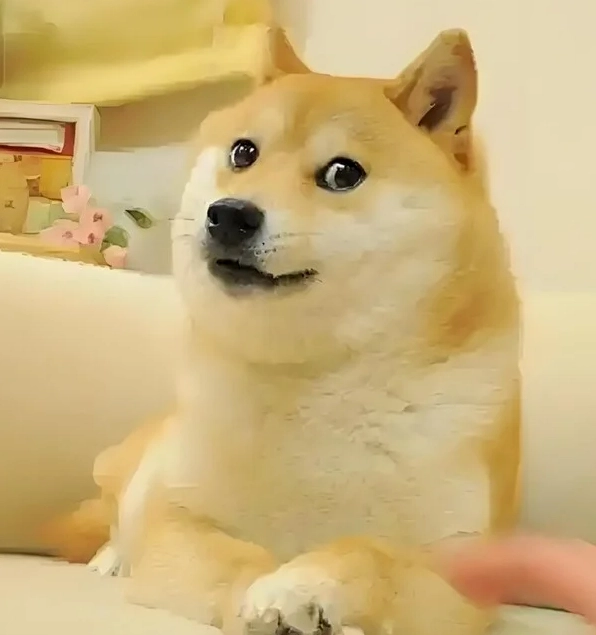 meme con chó khinh bỉ dễ thương