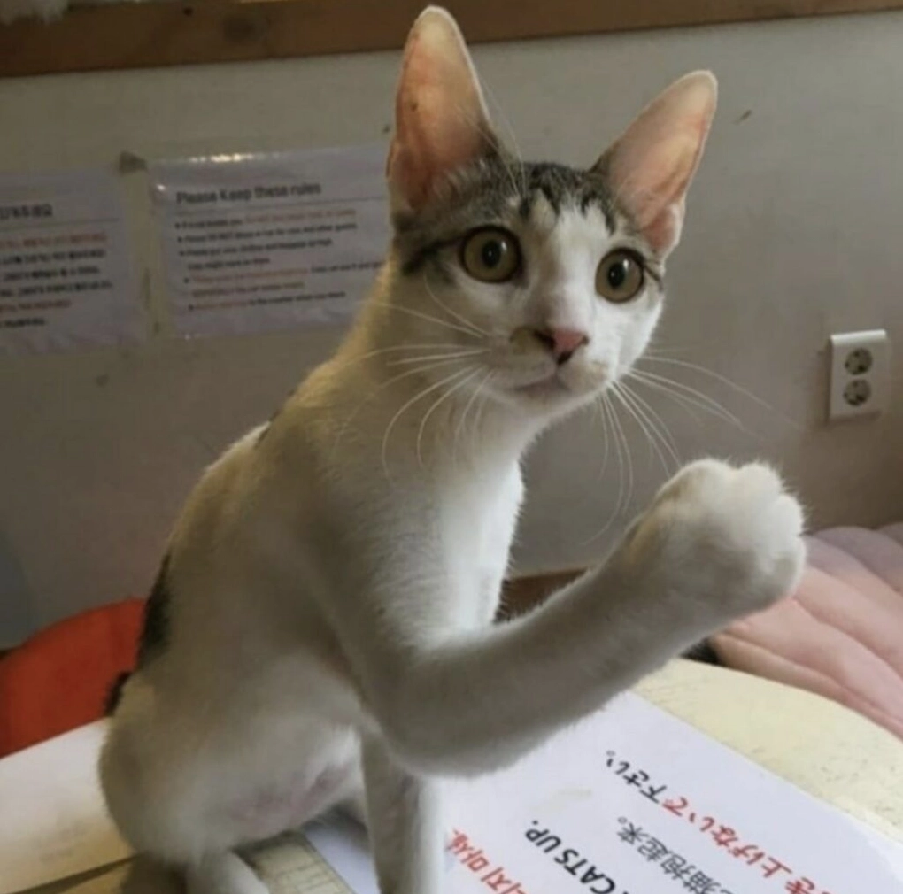 meme con mèo cute nhìn đắm đuối