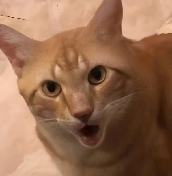 meme con mèo khinh bỉ boss