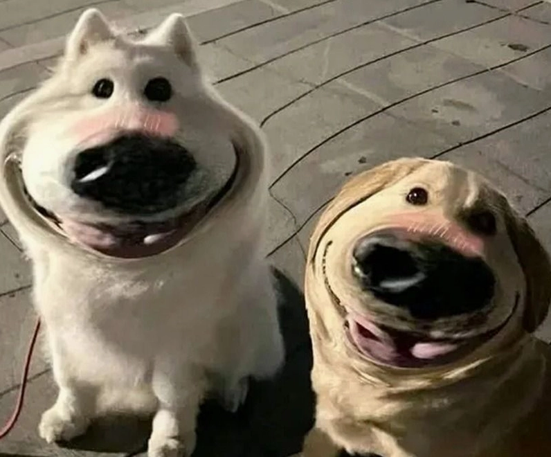 Meme cún cười đểu cáng