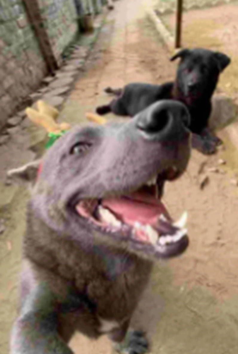 Meme cún cười khinh bỉ cực mạnh