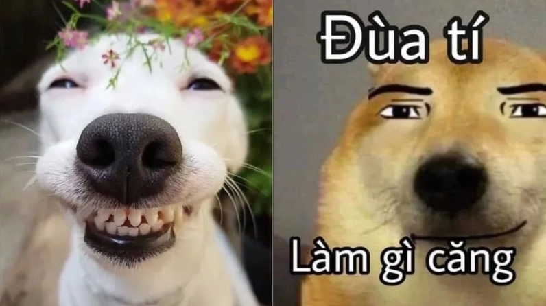 meme dễ thương chú chó lan truyền