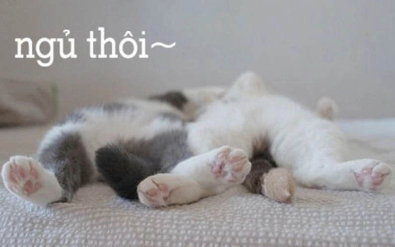 Meme dễ thương chúc ngủ ngon