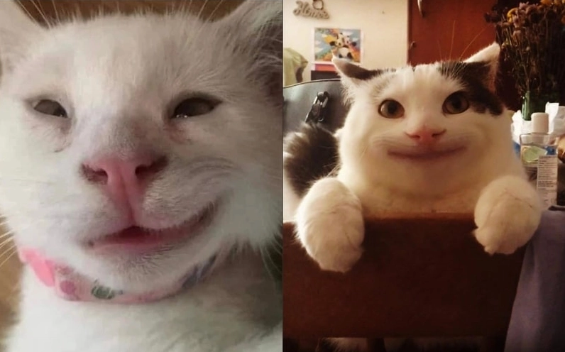 meme dễ thương mèo cười đểu