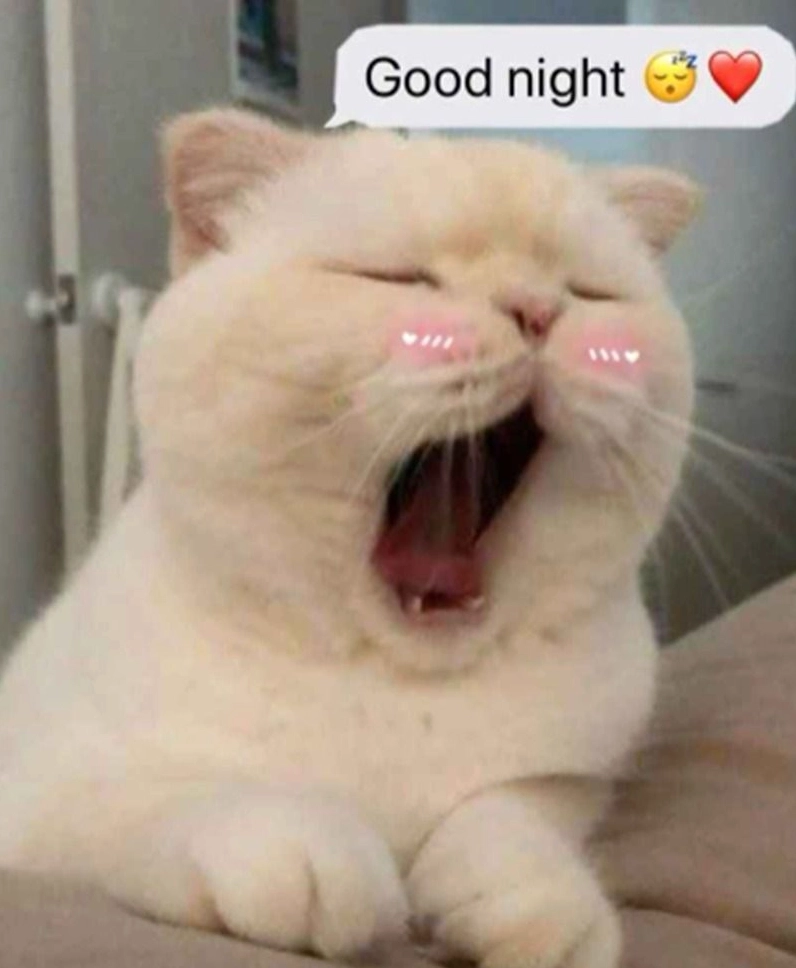 Meme dễ thương ngủ gật