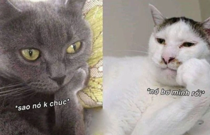 Meme động vật chúc ngủ ngon