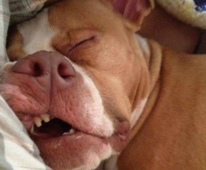 Meme động vật ngái ngủ bựa