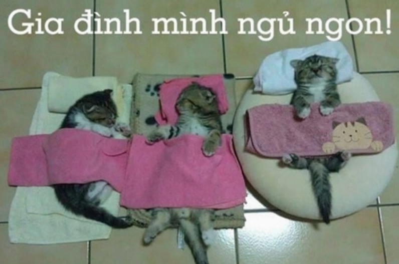 Meme động vật ngáp ngủ