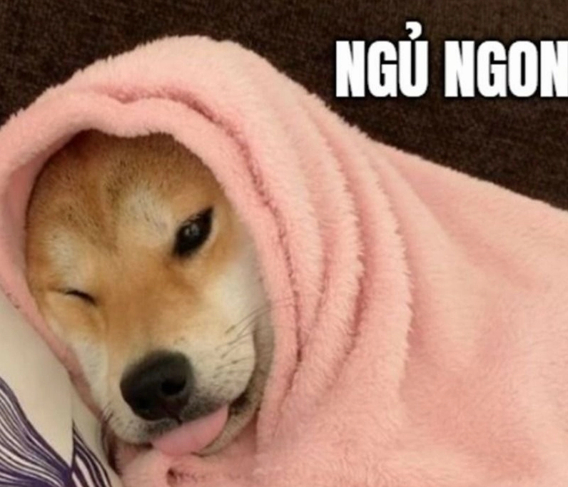 Meme động vật ngủ say